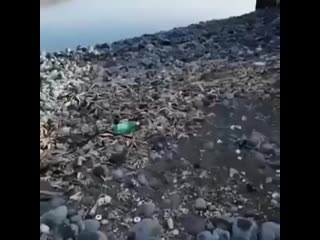 free мужик снял видео из камчатки где видно сотни трупов морских обитателей на побережье отрава продолжает hd