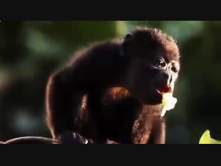 free дикая природа джунгли тропический лес центральной америки документальный фильм hd