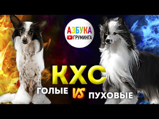 free кхс голые и пуховые стрижка уход груминг эпиляция и солярий hd