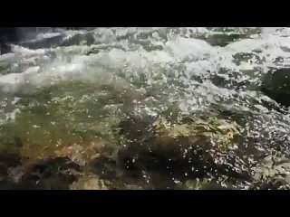 free нахлыст loop красивый ролик о рыбалке нахлыстом hd