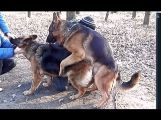 free первая вязка дакара немецкие овчарки hard mating german shepherds одесса hd