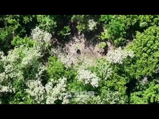 free сім двухсотих тіло одного попало в кадр інші розмазані по лісосмузі робота аеророзвідки ссо азов та артилерії hd