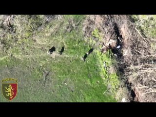 free як росіяни своїх не кидають 24 омбр імені короля данила hd