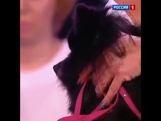 free на федеральном телевидении всё как обычно молодые гипнотизёр блять hd