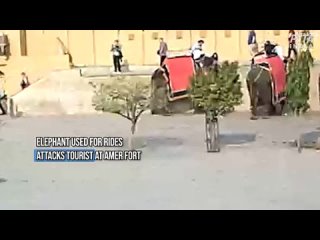 free слон напал на россиянку в индии разъярённое молодые по имени гури набросилось на женщину и швырнуло на землю сломав hd