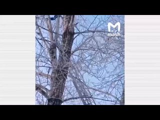 free мужчина молодые 18 летнюю девочку и пытался спрятаться от полиции на дереве hd