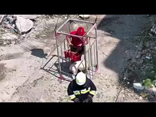 free мчс украины спасли лабрадора который остался в одном из уничтоженных россиянами домов в николаеве hd