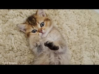 free котенок тоффи с очень милой и необычной мордашкой hd