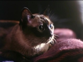 free опасный эксперимент зловещий зверь опасные желанияtomcat dangerous desires 1993 hd