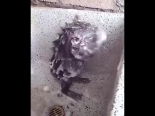 free это видео взорвало интернет невероятно крыса моется как человек в душе hd
