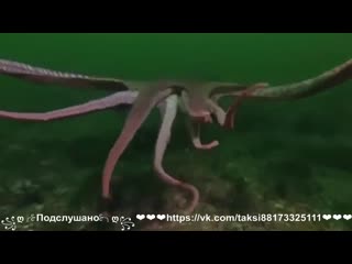 free в это видео невозможно поверить но его удалось заснять на камеру hd