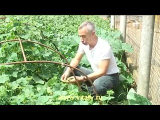 free огурец самотык это самое крутое видео как лечить геморой огурчик в попку a hrefмузыкальные инструменты hd