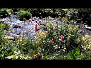free архыз карачаево черкесия красота природы под звуки арфы лавинии мейер metamorphosis ii philip glass hd
