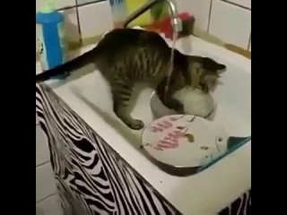free мечта каждой девушки это иметь себе такого помощника кота который будет помогать по дому а особенно мыть посуду hd