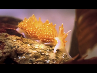 free this adorable sea slug is a sneaky little thief deep look hd