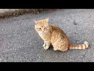 free наталья флорес любимый и ласковый дружок котик рыжик hd