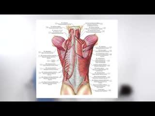 free массаж ягодичной зоны основные приёмы как массировать ягодицы hd