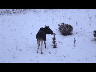 free жизнь лосей в природном парке шаркан первые дни декабря проект природа удмуртии hd