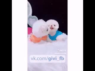 free котята и tik tok тик ток like юная няша молодые модель домашнее тверк топ секс periscope перископ школьница hd