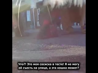 free кошка принесла домой вставную челюсть поэтому хозяйка решила узнать где она её взяла и проверила камеру которая hd