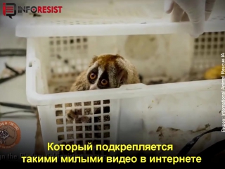 free вам кажутся милыми эти лемуры смотрите чем расплачиваются молодые hd