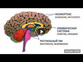 free сергей савельев субстрат сознания и подсознания кора и подкорка головного мозга hd