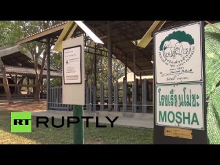 free особое мнение трехногой слонихе моше подарили новый протез hd