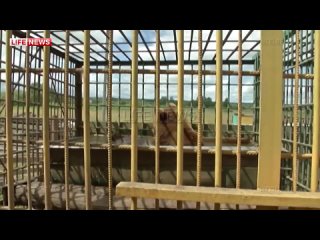 free особое мнение медведь откусил руку пьяной девушке в шашлычной в томске hd