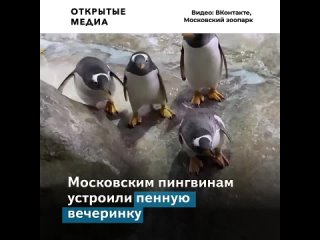 free в московском зоопарке пингвины сняли стресс на пенной вечеринке hd