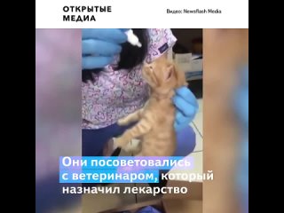 free в турецком измире кошка сама принесла больных котят в госпиталь hd