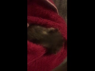 free видео от мини приют для кошек кот вася спб hd
