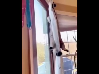 free моему котьке захотелось забраться повыше hd