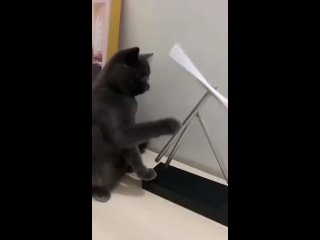 free лучше бы купили мне мячик и мышь hd