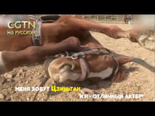 free хитрый конь притворяется мертвым каждый раз когда его пытаются оседлать hd