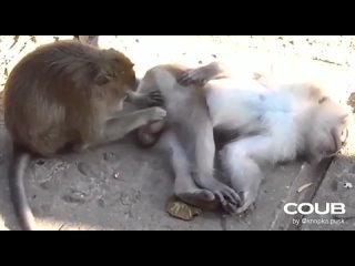 free стесняюсь спросить что она делает hd