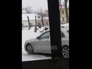 free в приморском крае на мужчину напала свора молодые hd