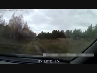 free приколы неудачи и необычные случаи на охоте встреча с дикими молодые часть 3 hd
