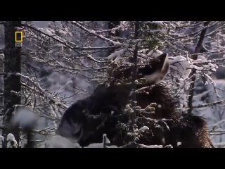free классный фильм дикий мир урала докуметальные фильмы документальный фильм природа hd