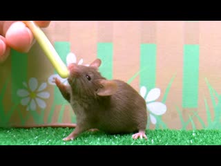 free мышь выпила молоко и потом привела подругу hd