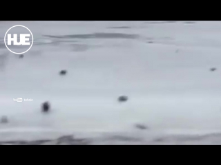 free житель карелии спас молодые которая провалилась под лед на водоеме hd