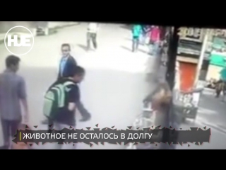 free в индии обезьяна отомстила прохожему за показанный средний палец hd