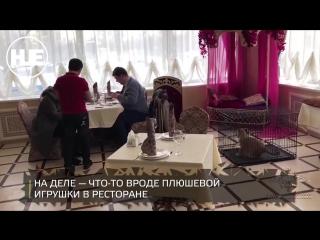 free в москве полицейские спасли подрастающего царя зверей из жирных объятий владельца ресторана hd