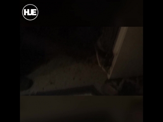 free в нижнем новгороде спецназу фсб пришлось убить агрессивного стрелка в ходе штурма hd