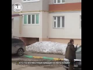 free житель башкирии пытался прогнать раненого лося бросая в него кошкой hd
