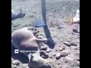 free в забайкальском крае сгорело целое поголовье домашних молодые hd