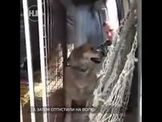 free жительница красноярска по кличке муха решила вернуться в приют hd