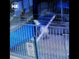 free в перми медведь в зоопарке застрял в бочке hd
