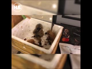free таможня аэропорта шереметьево нашла 4 детёнышей гиббонов в перевозке для молодые в которой был хаски hd