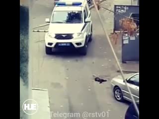 free в ростове на дону пёс съел кота и чуть не поплатился жизнью hd