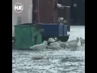 free это песец в красноярском крае нашествие полярных лис hd